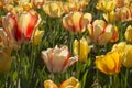 Multiple Tulips Royalty Free Stock Photo