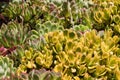 Multiple types of succulents in shades of red, green, and yellow