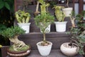 Multiple Various Tree on The Pot as Bonsai