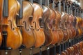 Multiple violins and a viola are hanging neatly on a wall in a row Royalty Free Stock Photo