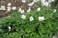 Multiple white flowers of anemone sylvestris