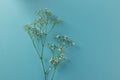 Multiple white flowers and copy space on blue background