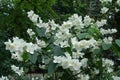 Multiple white flowers of mock orange