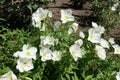 Multiple white flowers of Oenothera speciosa in June Royalty Free Stock Photo