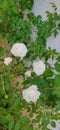 Multiple White rose flower on Plant.
