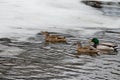 Multiple wild Mallard Ducks Anas platyrhynchos swimming in a frozen river Royalty Free Stock Photo