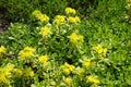 Multiple yellow flowers of Sedum kamtschaticum