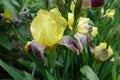 Multiple yellow, purple, white flowers of Iris germanica Royalty Free Stock Photo