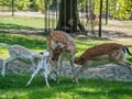 Multiple young deer drinking