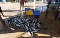 Multiples of fish at streetside markets in Galle, Sri Lanka 2019 Royalty Free Stock Photo