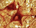 Multipolar neurons. Neurofibrils. Spinal cord Royalty Free Stock Photo