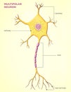 A multipolar neuron is a type of neuron that possesses a single axon and many dendrites Royalty Free Stock Photo