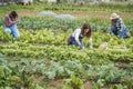 Multiracial people working at green house while picking up lettuce plant - Focus on center woman face Royalty Free Stock Photo