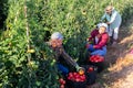 Multiracial team of farmers harvesting pink tomatoes on farm field