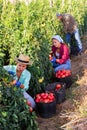 Multiracial team of farmers harvesting pink tomatoes on farm field