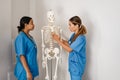 Multiracial women doctors talking while examining skeleton in office