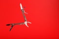 Multitool is a multi-functional tool on a red background. The concept of an open, flying multi-tool with free space Royalty Free Stock Photo