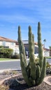 Xeriscaped Street Corner with a Columnar Cereus Cactus in Phoenix, AZ