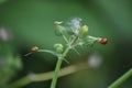 Multitude colored Ladybugs/Ladybirds in a single shot Royalty Free Stock Photo