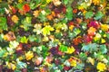 Multitude of colors of autumn foliage on the ground