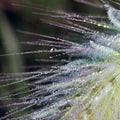 Multitude of dew drops on graminaceous grass Pennisetum villosum Royalty Free Stock Photo