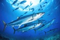 A multitude of fish gracefully swim together in the vast expanse of the ocean., School of Barracuda swimming in the Red Sea, Egypt Royalty Free Stock Photo