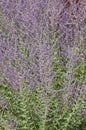 A multitude of lavender-blue Perovskia flowers