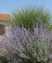 A multitude of lavender-blue Perovskia flowers