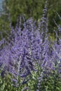 A multitude of lavender-blue Perovskia flowers