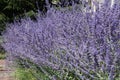 A multitude of lavender-blue Perovskia flowers