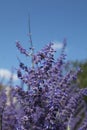 A multitude of lavender-blue Perovskia flowers