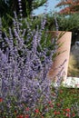 A multitude of lavender-blue Perovskia flowers