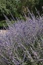 A multitude of lavender-blue Perovskia flowers