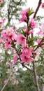 Peach Blossom Special - Southern California Garden