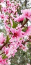 Peach Blossom Special - Southern California Garden