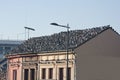 A multitude of pigeons covered the roof of the building