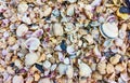 Multitude of sea shells on the beach Royalty Free Stock Photo