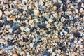 Multitude of small seashells