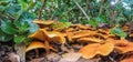 Multitude toadstools