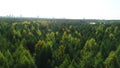 Multitude of tree crowns against clear sky on sunny day