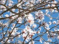 Multitude of white flowers of the almond tree (Prunus Dulcis) Royalty Free Stock Photo