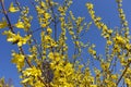 Multitude of yellow flowers of forsythia against blue sky Royalty Free Stock Photo