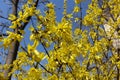 Multitude of yellow flowers of forsythia against blue sky in March Royalty Free Stock Photo