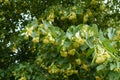 Multitudinous flowers of linden in June