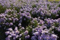 Multitudinous light pink flowers of Michaelmas daisies in October