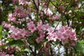 Multitudinous pink flowers of Weigela florida in May