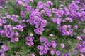 Multitudinous purple flowers of Symphyotrichum novae-angliae with bees