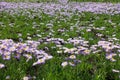 Multitudinous violet flowers of Erigeron speciosus in June