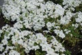 Multitudinous white flowers of petunias in July