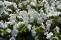 Multitudinous white flowers of petunias in September Royalty Free Stock Photo